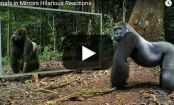 VIDEO: Watch what happens when WILD ANIMALS see themselves in the MIRROR for the FIRST TIME