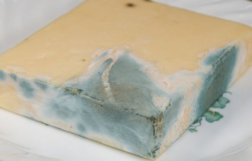 Can You Still Eat Moldy Cheese?