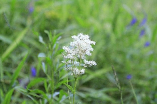 Meadowsweet