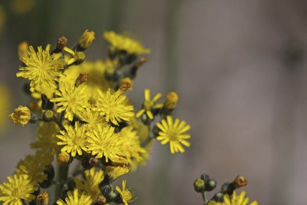 Mouse-ear hawkweed