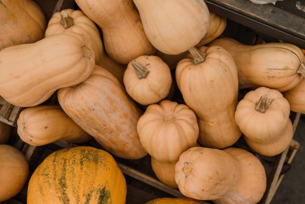 Pumpkin's Cousin, The Butternut Squash