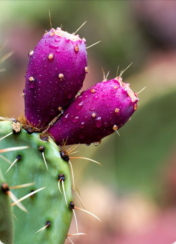 Prickly pears