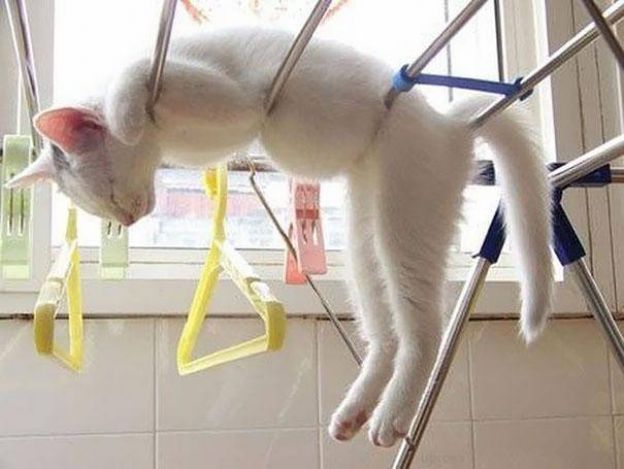 Cats Who Fell Asleep in Weird Places