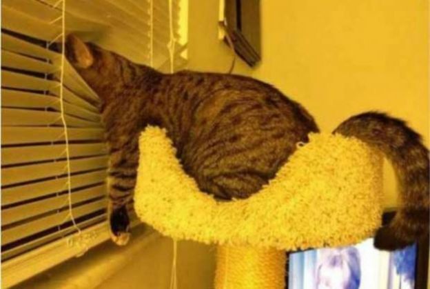 Cats Who Fell Asleep in Weird Places