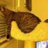 Cats Who Fell Asleep in Weird Places