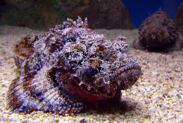 Watch out! The fish look like rocks and they could kill you