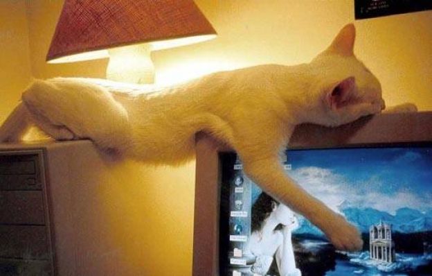 Cats Who Fell Asleep in Weird Places