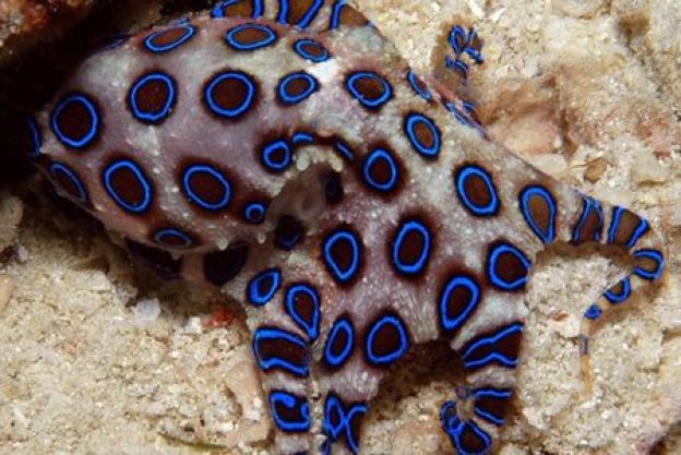 So can this rad-looking octopus