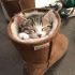 Cats Who Fell Asleep in Weird Places