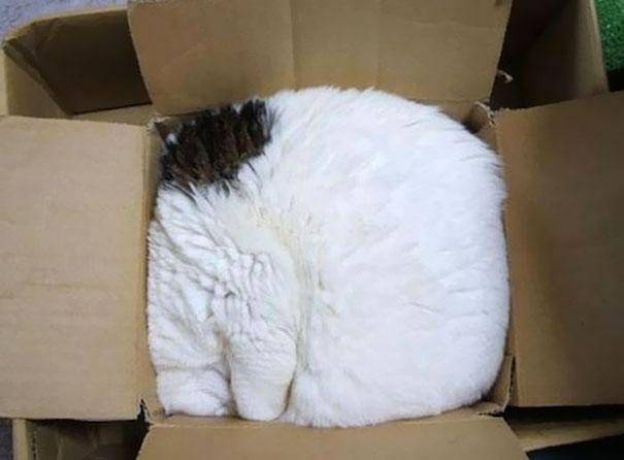 Cats Who Fell Asleep in Weird Places