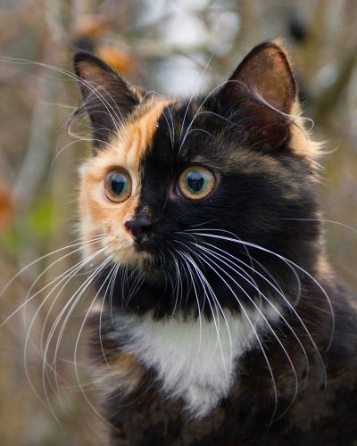 Yana, the two-faced cat