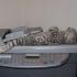 Cats Who Fell Asleep in Weird Places