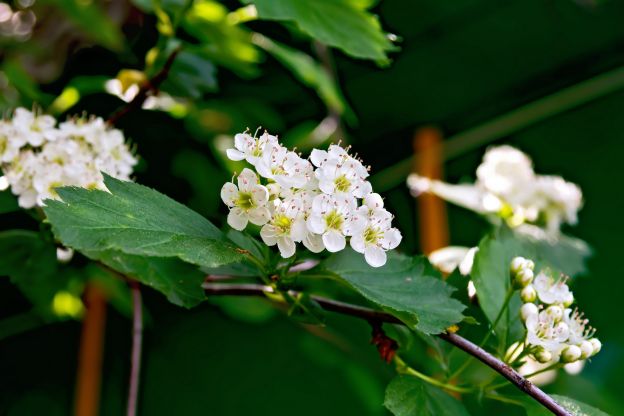 Hawthorn tea