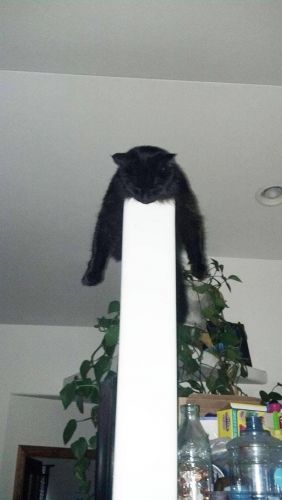 Cats Who Fell Asleep in Weird Places