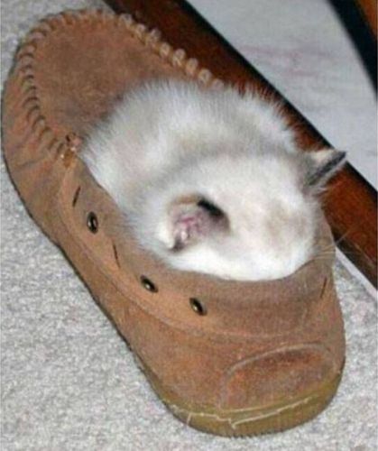 Cats Who Fell Asleep in Weird Places