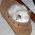 Cats Who Fell Asleep in Weird Places