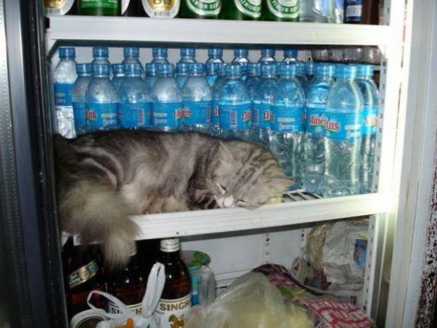 Cats Who Fell Asleep in Weird Places