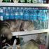 Cats Who Fell Asleep in Weird Places