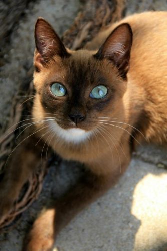 Tonkinese