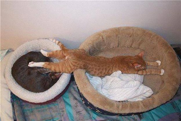 Cats Who Fell Asleep in Weird Places