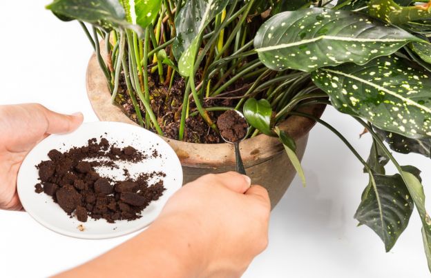 Recycle Coffee Grounds as a Fertilizer