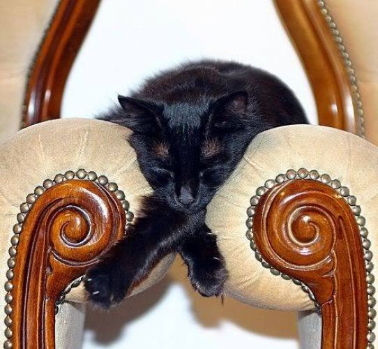 Cats Who Fell Asleep in Weird Places