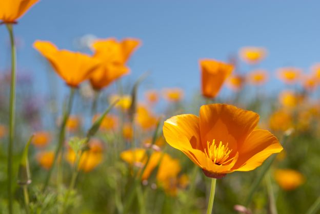 California poppy tea