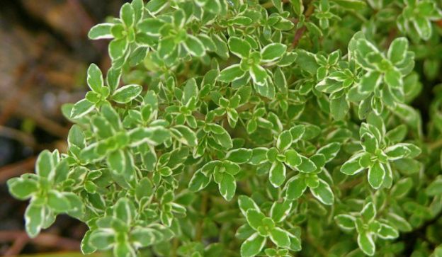 5. Lemon Thyme