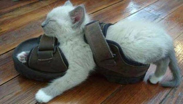 Cats Who Fell Asleep in Weird Places