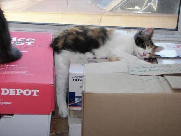 Cats Who Fell Asleep in Weird Places