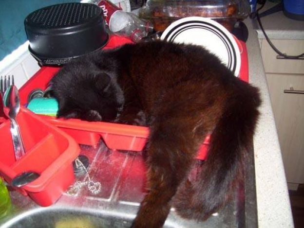 Cats Who Fell Asleep in Weird Places