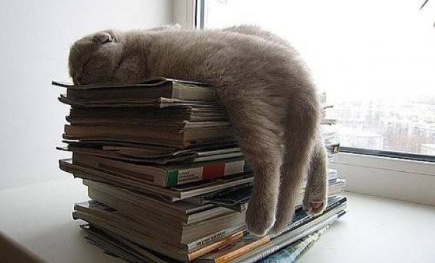 Cats Who Fell Asleep in Weird Places