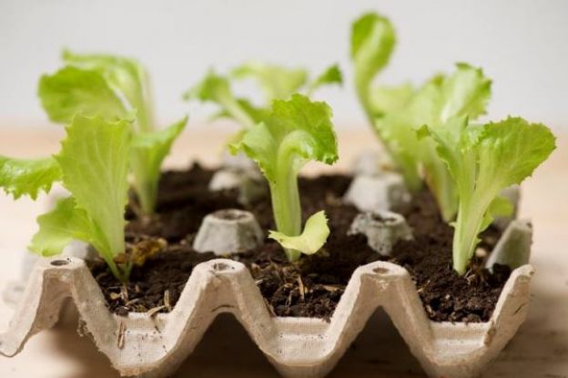 How to plant a seedling