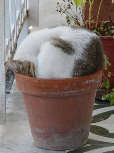 Cats Who Fell Asleep in Weird Places