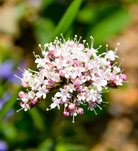 Valerian tea