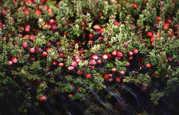 Cranberries