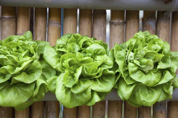 Butter lettuce