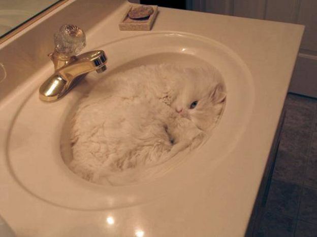 Cats Who Fell Asleep in Weird Places