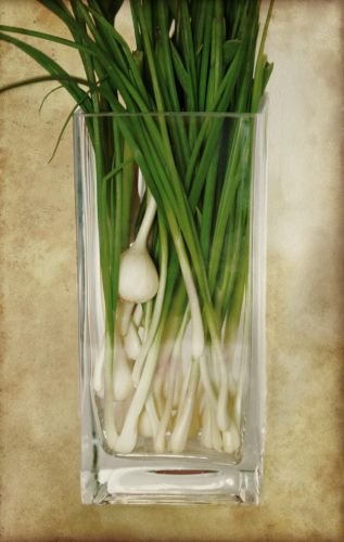 Spring onions