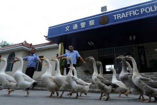 11. They recruit and train geese