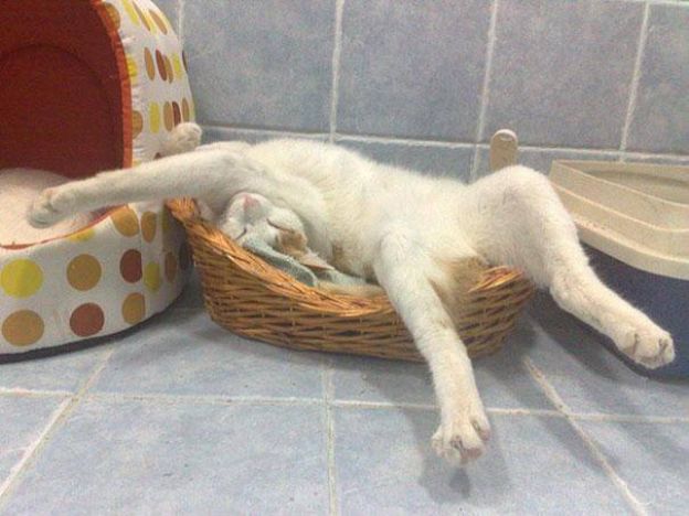 Cats Who Fell Asleep in Weird Places