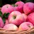 Pink Lady (Cripps Pink)