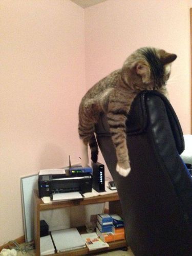 Cats Who Fell Asleep in Weird Places