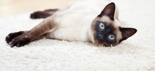 Siamese