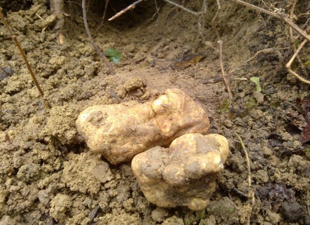 #6 White Alba Truffle