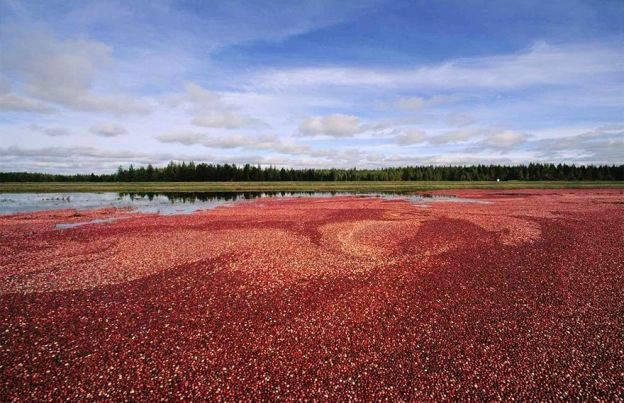 Cranberries