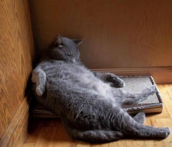 Cats Who Fell Asleep in Weird Places