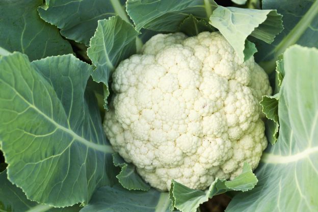 Cauliflower