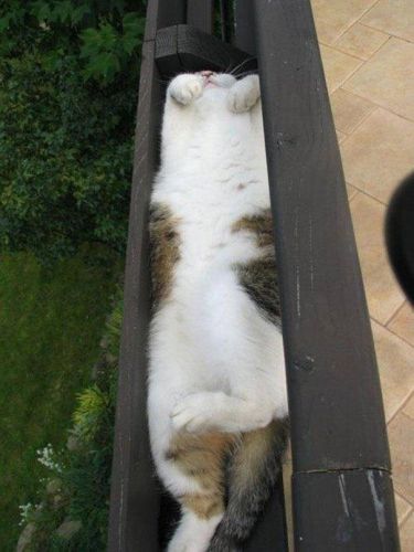 Cats Who Fell Asleep in Weird Places