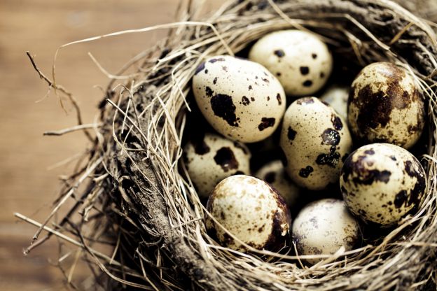 Quail eggs: edible, but it's a cruel business